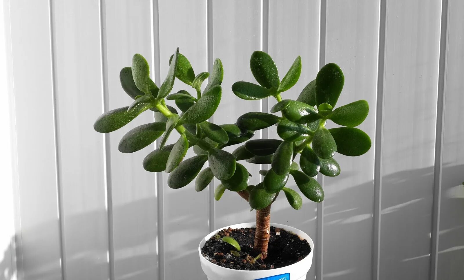 Каланхоэ толстянка цветёт?. Толстянка. Толокнянка денежное дерево. Крассула толстянка денежное дерево лагуниоза цветущая. Тихий убийца толстянка.