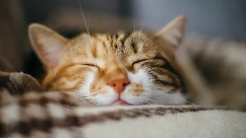 Мысық әйелге қарсы: Үндістанда әйел үй жануарын жақсы көргені үшін күйеуін сотқа берді