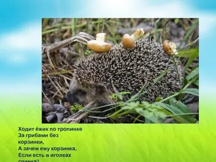 Ходит ежик по дорожке