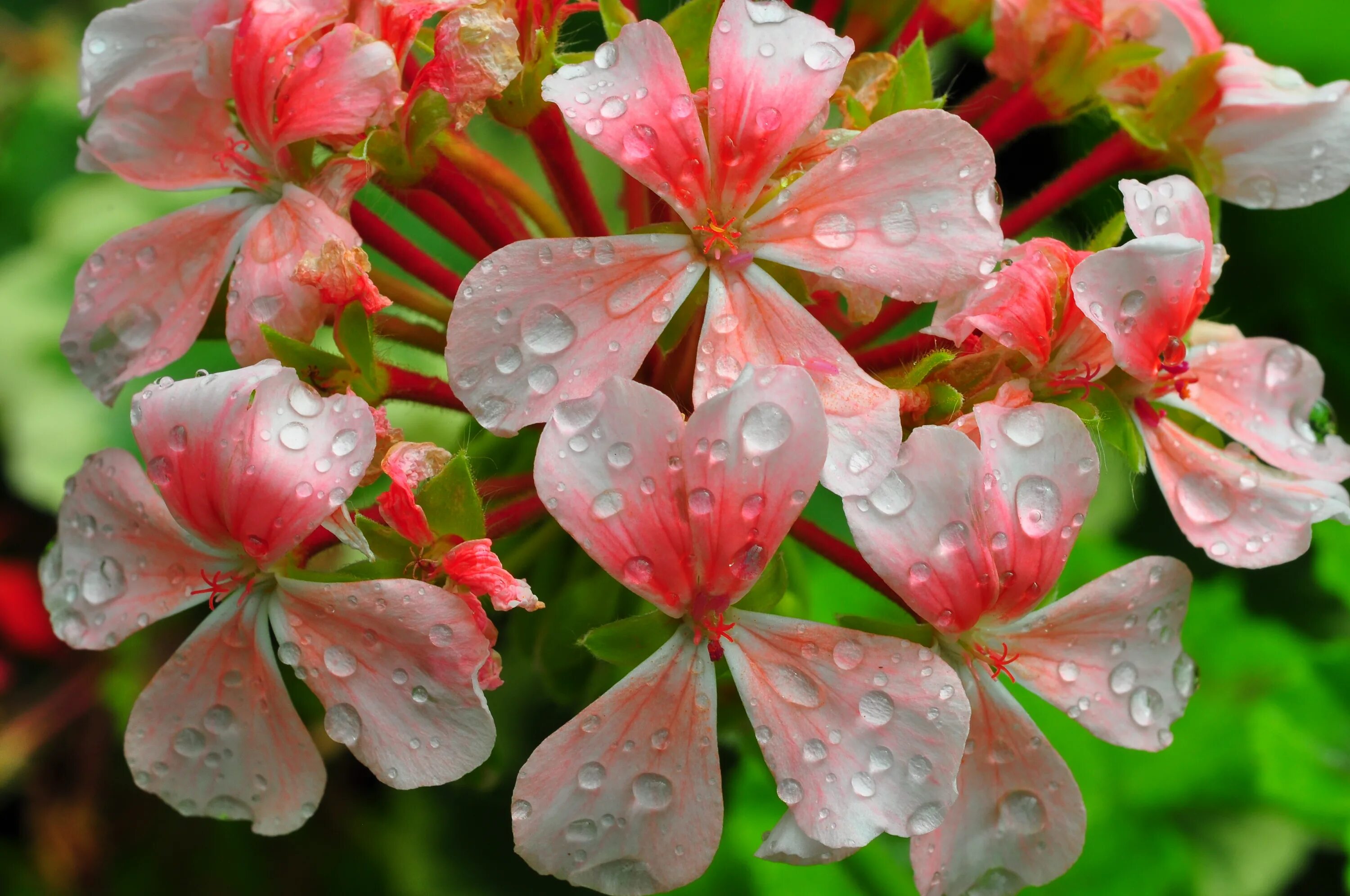 Drop flowers. Пеларгония Анастейша. Пеларгония Фреш Ватер. Пеларгония Византия. Соцветие пеларгонии.