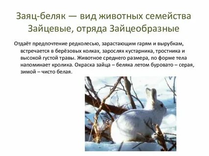 Адаптации зайца
