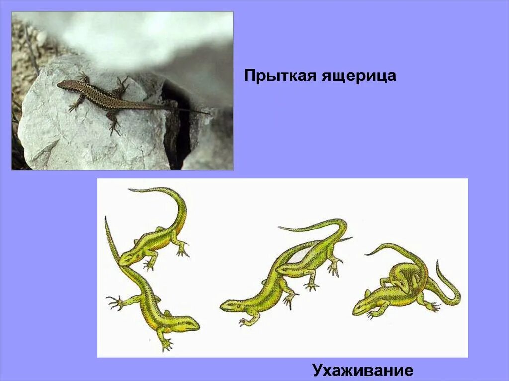 Тип развития прыткой ящерицы. Особенности прыткой ящерицы. прыткая ящерица размножение. прыткая ящерица раздельнополые или обоеполые. спаривание прытких ящериц.