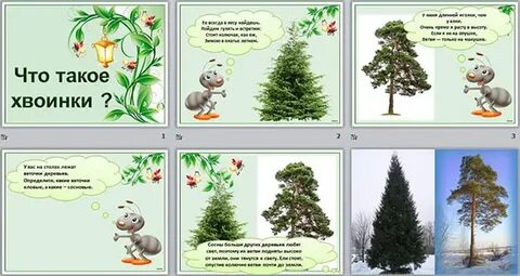 Рэш что такое хвоинки 1 класс