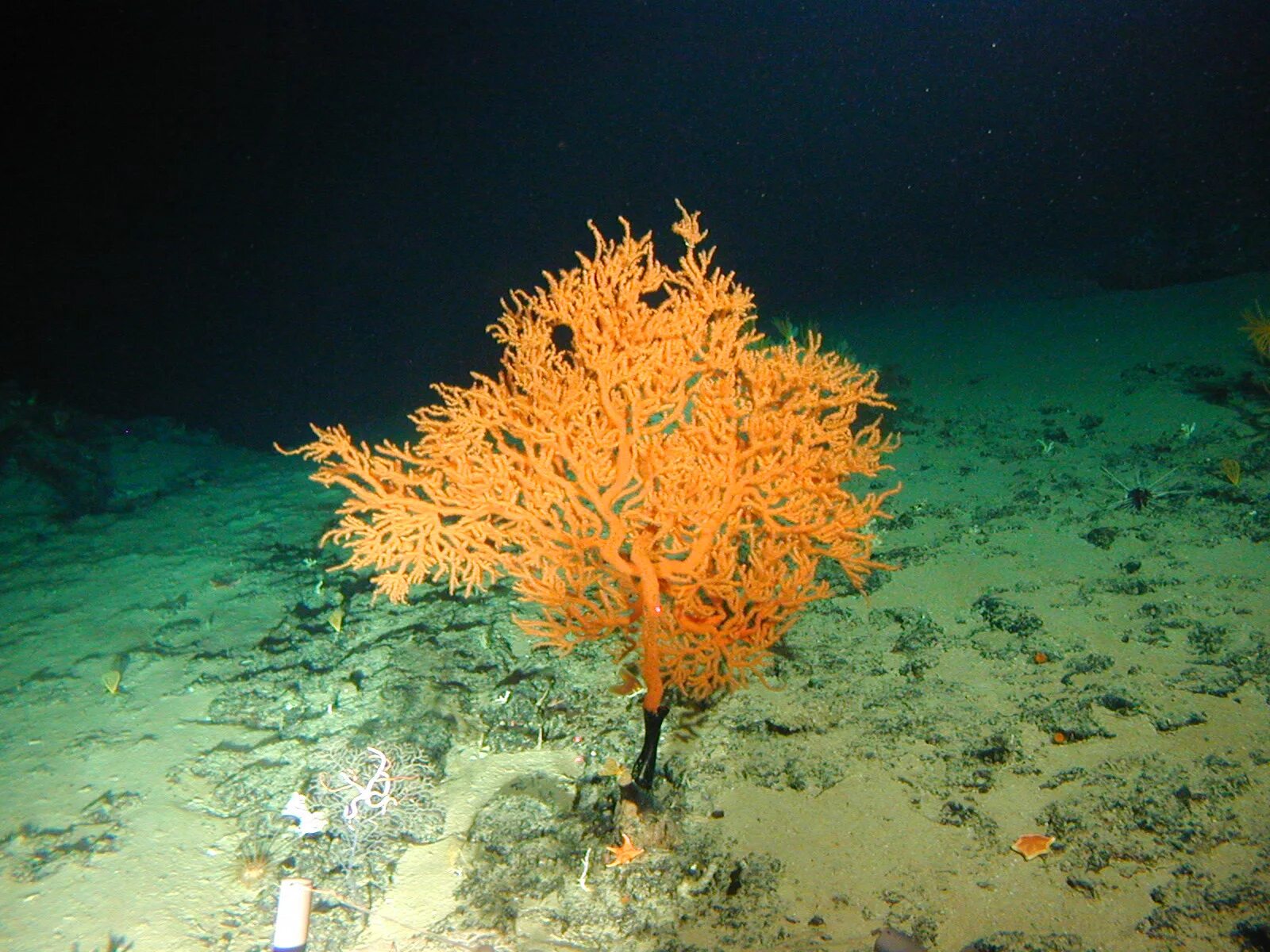 Какие водоросли глубоководные. Leiopathes коралл. Водоросли Macarenia clavigera. Оранжевые водоросли. Древовидные кораллы.