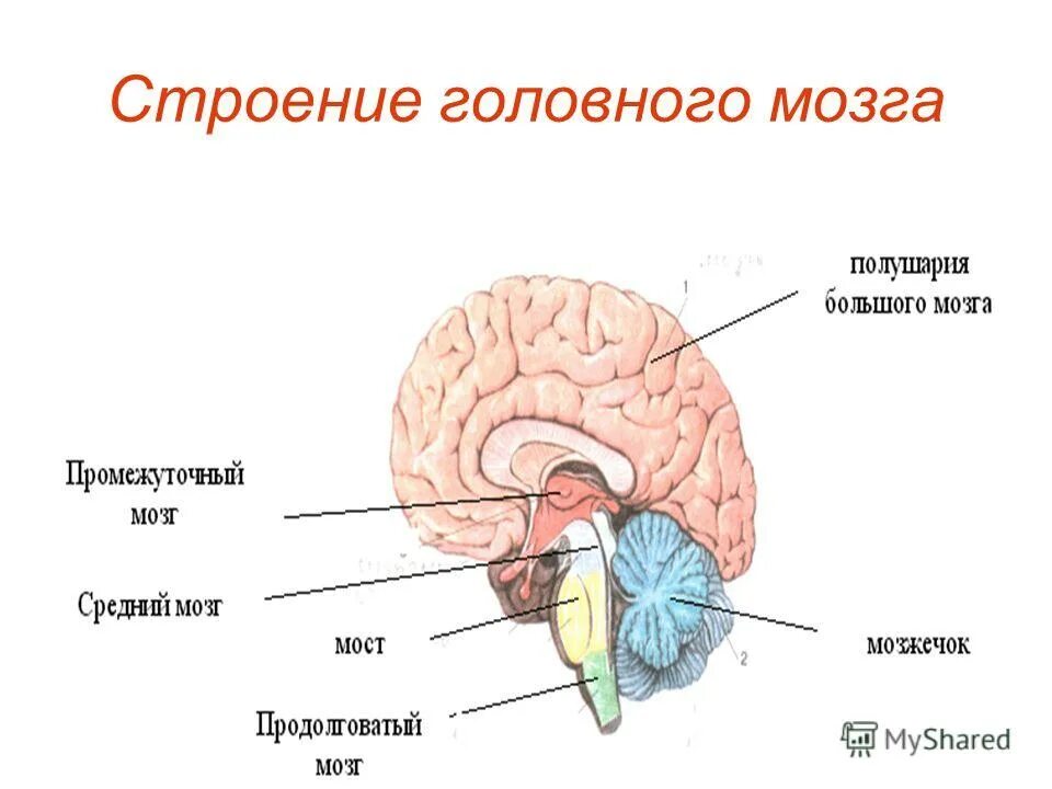 Мост нервная система.