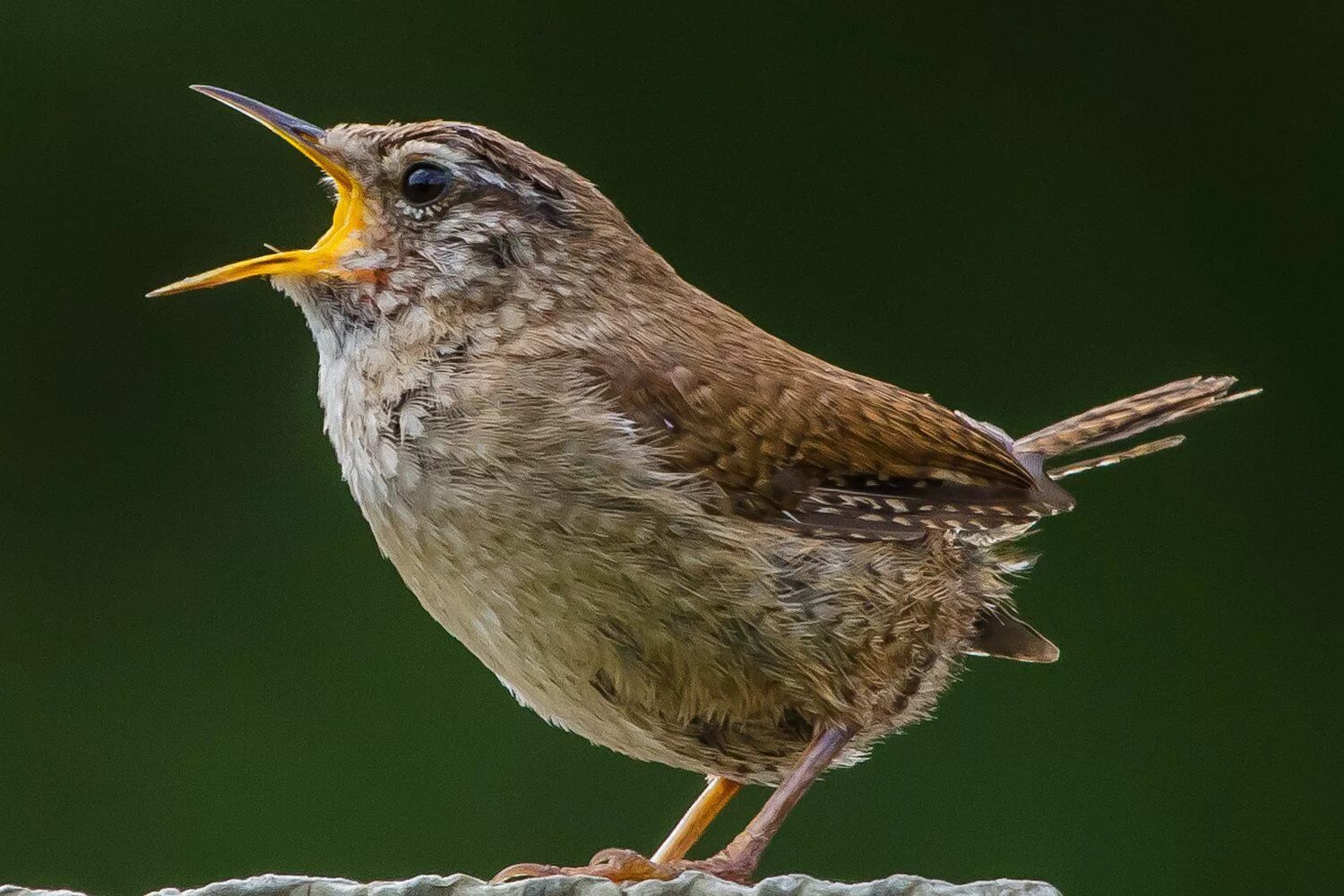 Звонка голос птицы. Птица. Wren. Songbirds. Funny Wren.