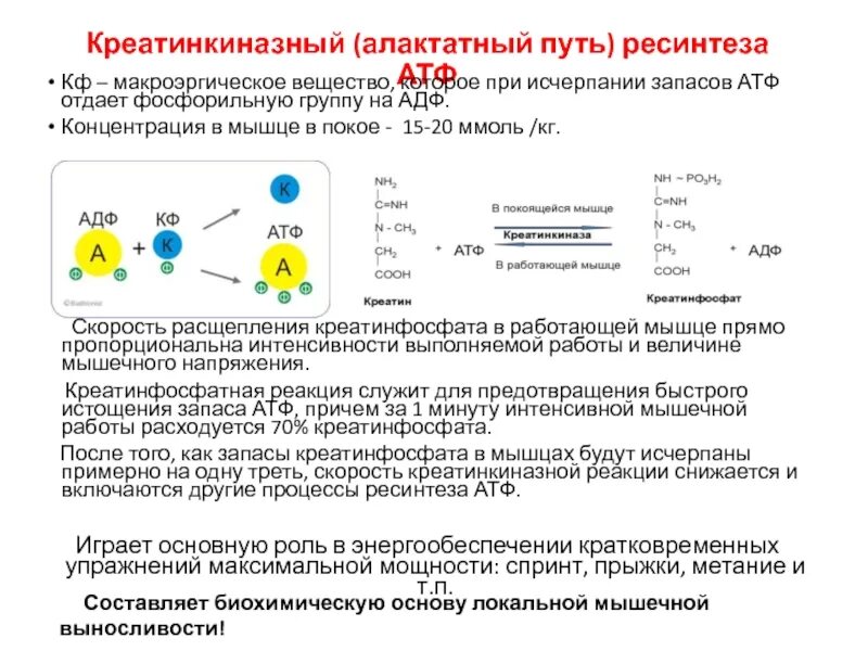 Температура атф. Креатинкиназный путь ресинтеза АТФ. Ёмкость алактатного пути ресинтеза АТФ. Креатинкиназная реакция. Биохимическая оценка состояния алактатного пути ресинтеза АТФ.