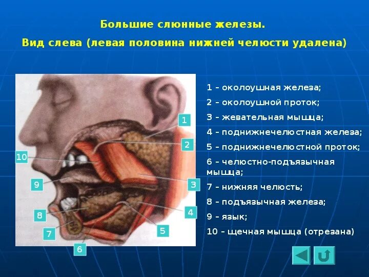 Слюнные железы (левая половина нижней челюсти удалена). Пищеварительная система человека слюнные железы. Большие слюнные железы. Слюнные железы строение. Для околоушной железы характерны