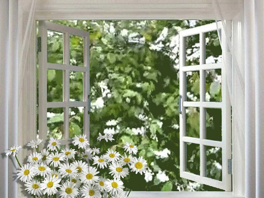 Good Morning Dear Beautiful flowers photography, Flowers photography, Beautiful 