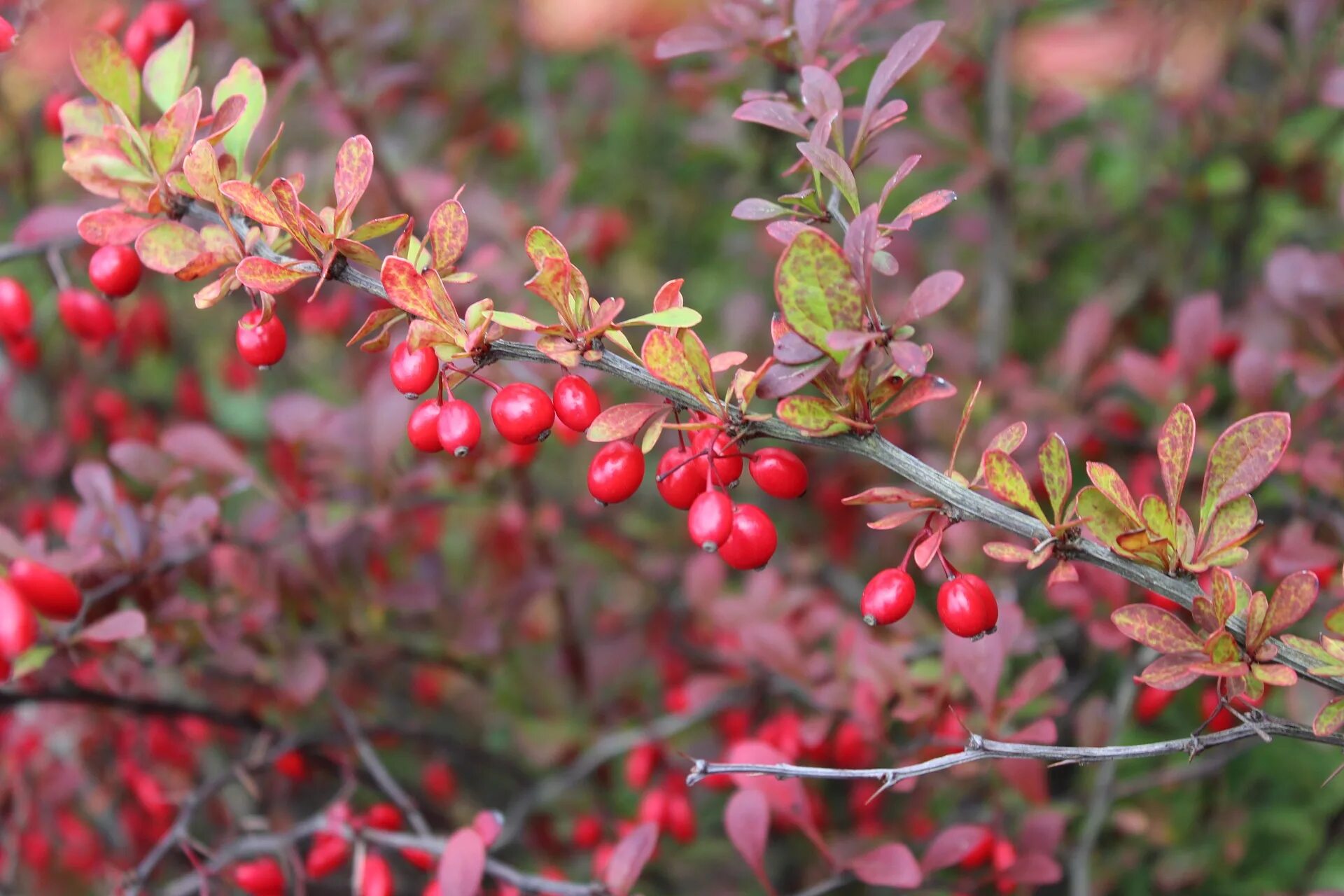 Что такое барбарис. Барбарис Barberry. Барбарис куст. Барбарис обыкновенный куст. Барбарис дерево.