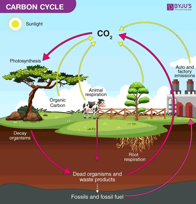 Fill in natural animal. Carbon Cycle. Геохимический цикл углерода. Carbon Cycle in nature. Глобальный цикл углерода.