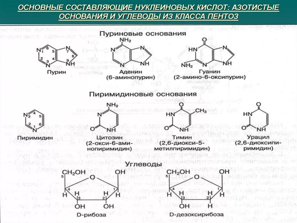 Формулы азотистых оснований биохимия. Нуклеиновые кислоты биохимия формулы. Углеводы в нуклеиновых кислотах биохимия. Формулы нуклеиновых кислот таблица.