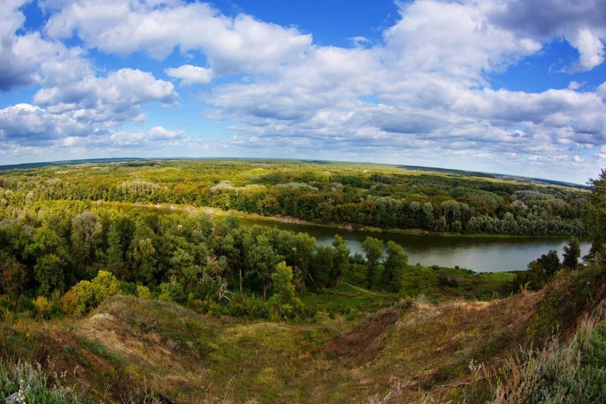 Река тихая сосна воронежская. Холм среднерусская возвышенность. Берег реки руза. Воронежский рамонский заповедник. Природа основания.