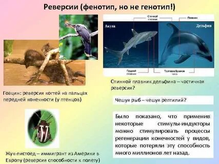 Реверсия это