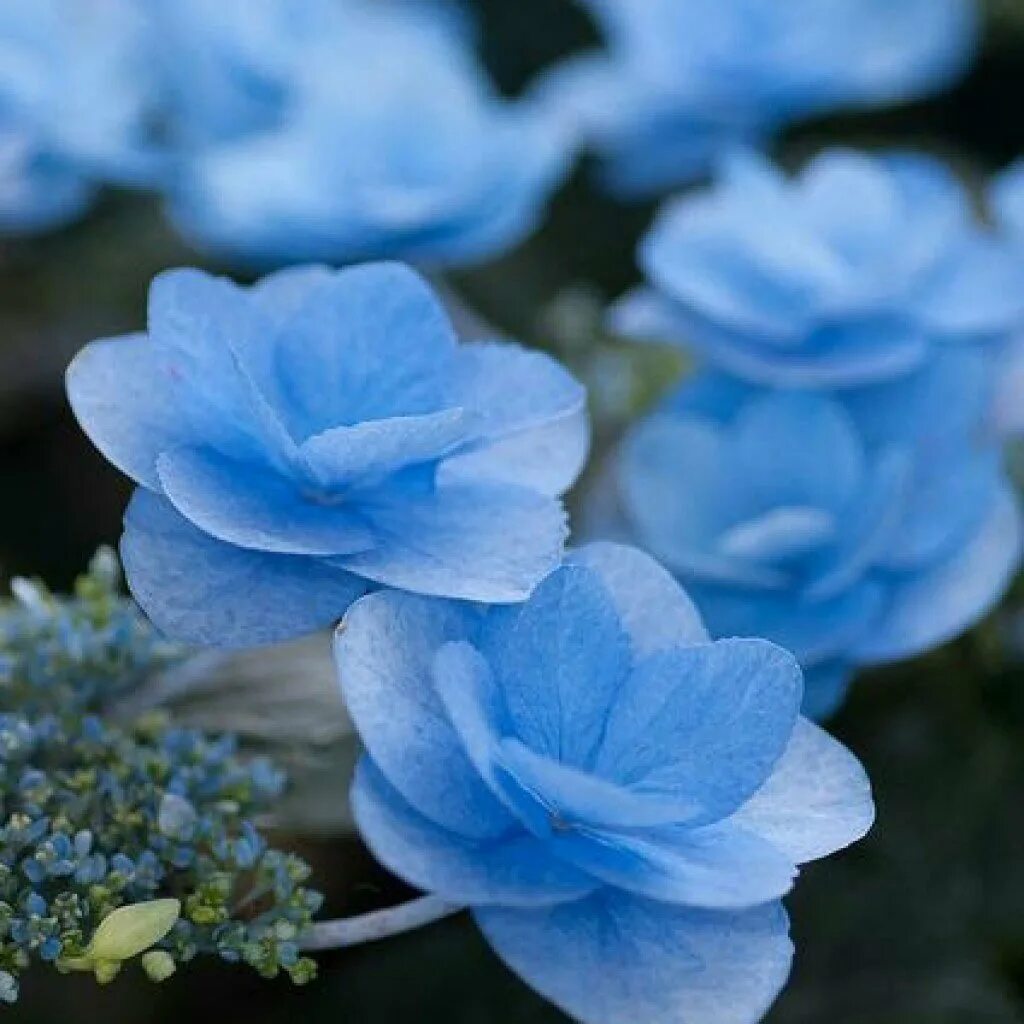 Красивые цвет из синих цветов. Блуе Фловер.