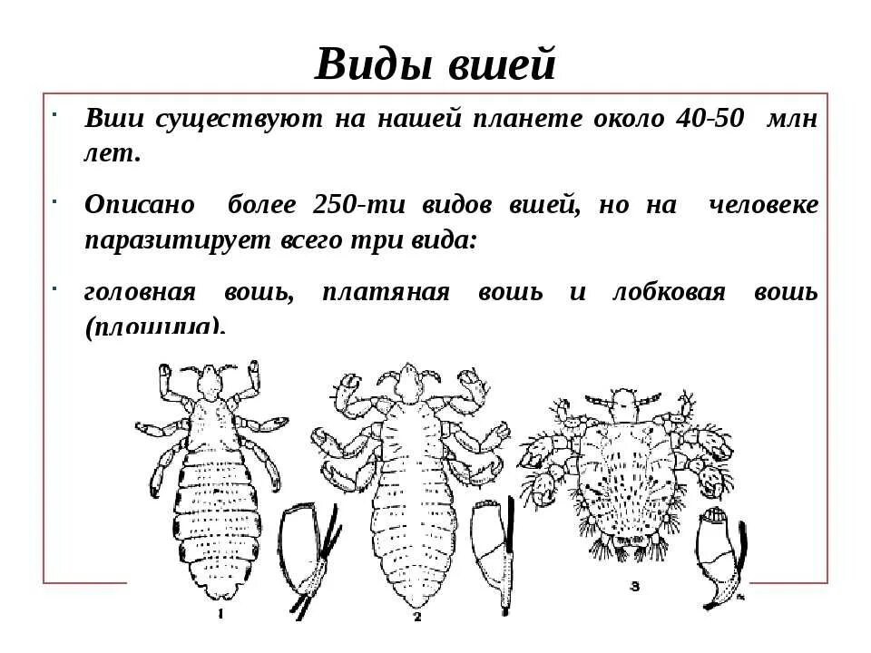 Вши текст. Виды вшей. вши строение. строение вшей. головная вошь строение.