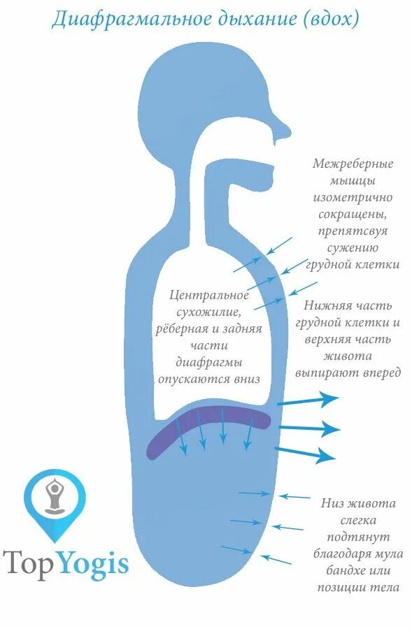 Пение диафрагмой. Брюшное диафрагмальное дыхание. Дыхательная техника «брюшное дыхание». Диафрагмальное дыхание схема. Диафрагмал ное дыхание.