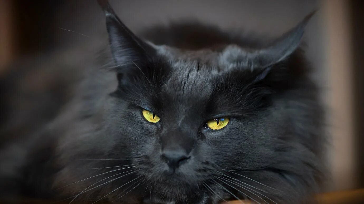 Как звали большую черную кошку. Как звали большую черную кошку