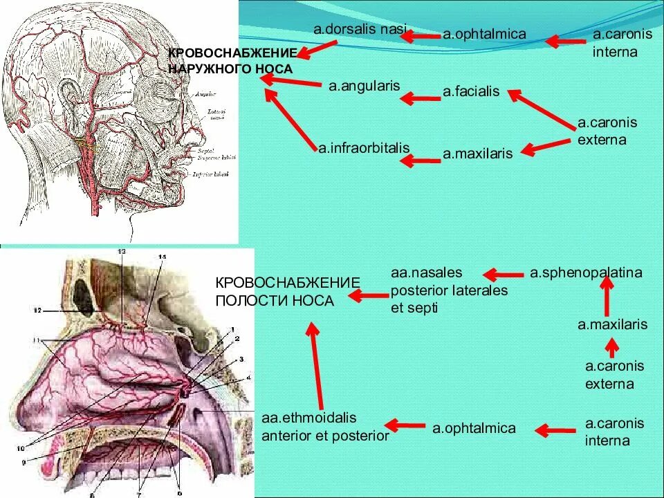 Кровоснабжение наружного носа и полости носа. Кровоснабжение наружного носа анатомия. Схема иннервации носовой полости. Наружный нос кровоснабжение иннервация лимфоотток. Иннервация полости носа схема.