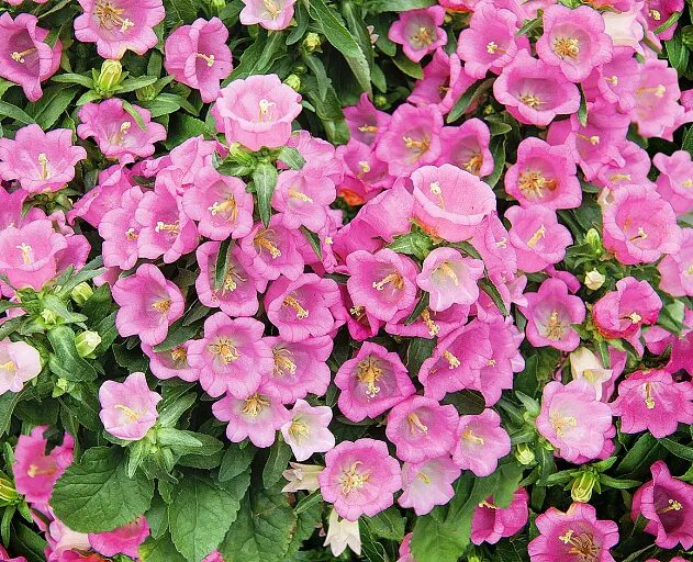 Колокольчик средний Campana Pink: фото и уход Планета земля Фотогалерея природы 