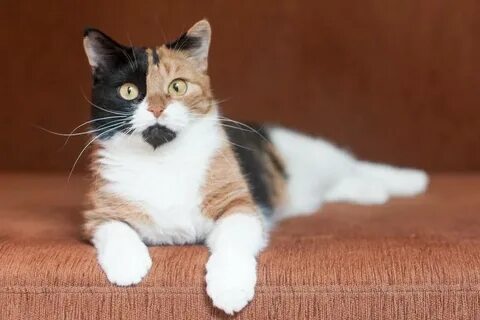Кошка черно бело рыжего цвета