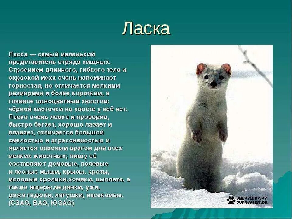 Известно что горностай хищное. Доклад про ласку. Доклад на тему ласка. Ласка рассказ о животном. Небольшой рассказ о ласке.