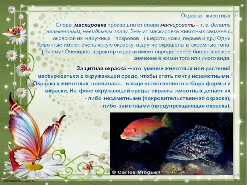 Маскировка значение. Защитная окраска животных. маскировка окраска примеры. окраска животных текст. сообщение о маскировке животных.