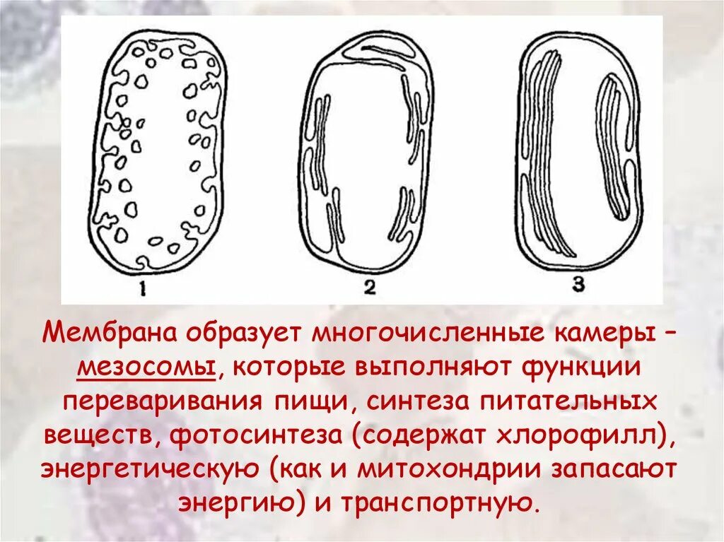 2 мезосома. Мезосома бактериальной клетки строение. Мезосомы мембрана бактерий. Строение бактерии мезосомы. Ме-ОСОМЫ. Актерий функции.