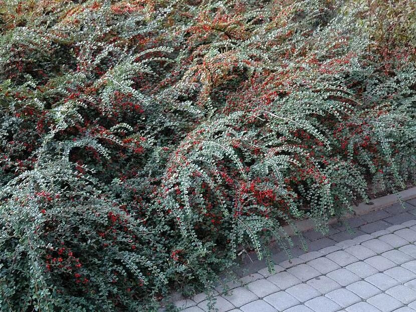 Cotoneaster Gnome. Shrubs for Sale UK. Letsgoplanting.co.uk