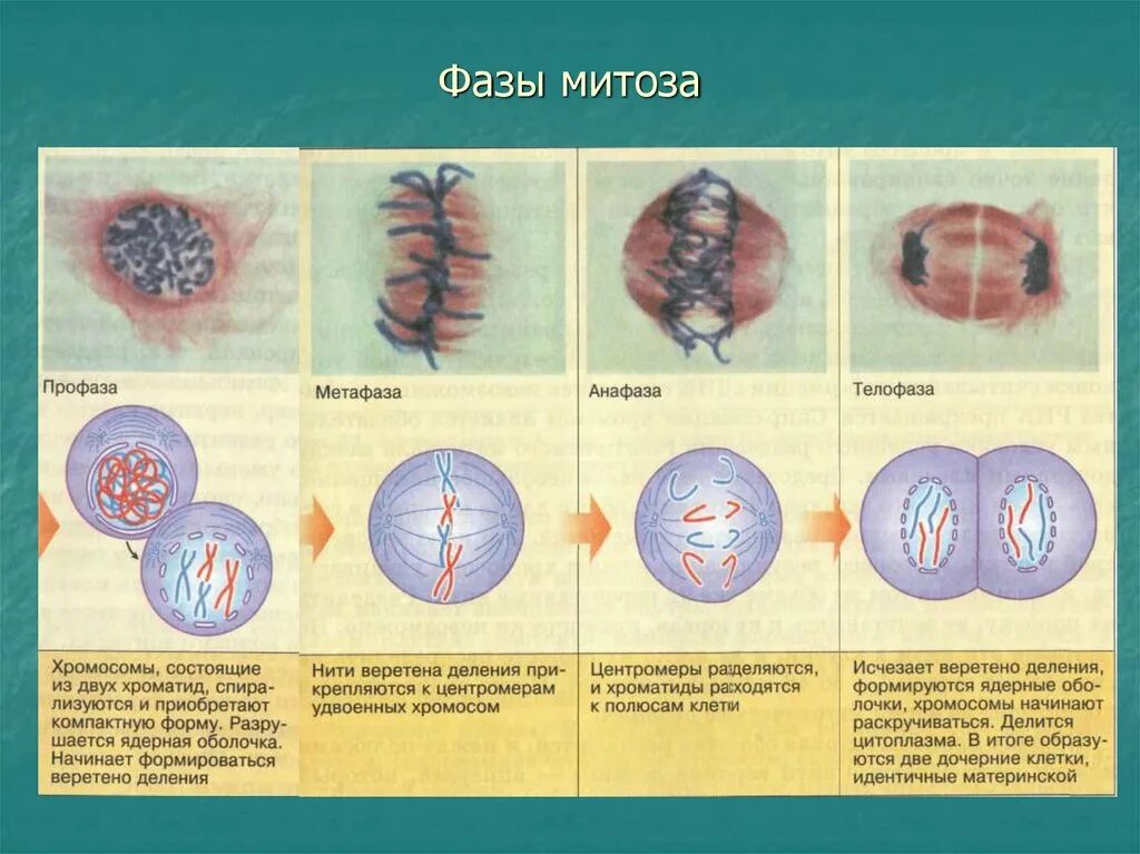 Фазы деления клетки кратко. Фазы митоза 10 класс. Фазы митоза схема. Фаза митоза профаза процессы. Профаза описание процесса