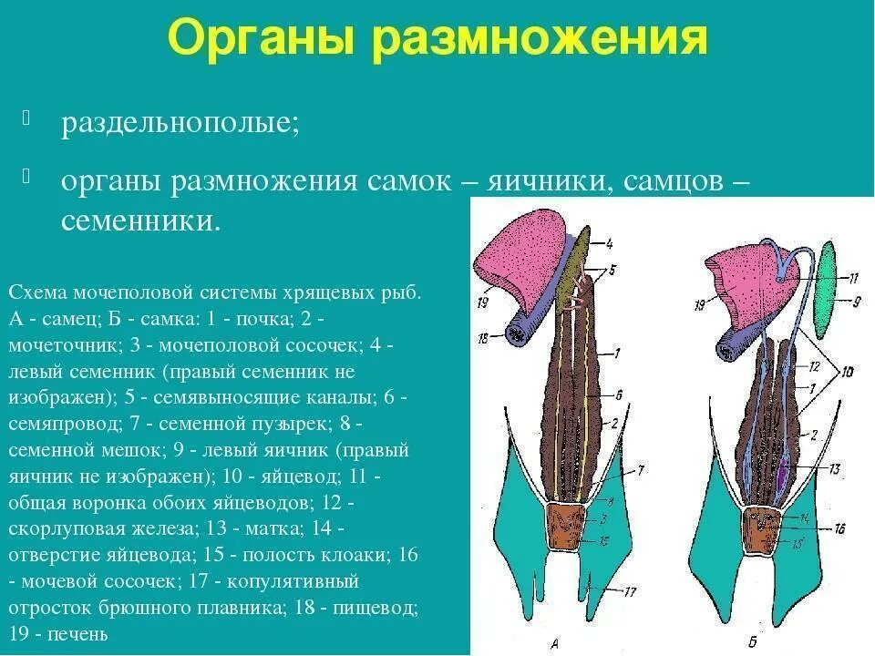 Органы половой системы у рыб. Мочеполовая система рыб. Половая система самок рыб. Система органов размножения рыб. Назовите органы размножения