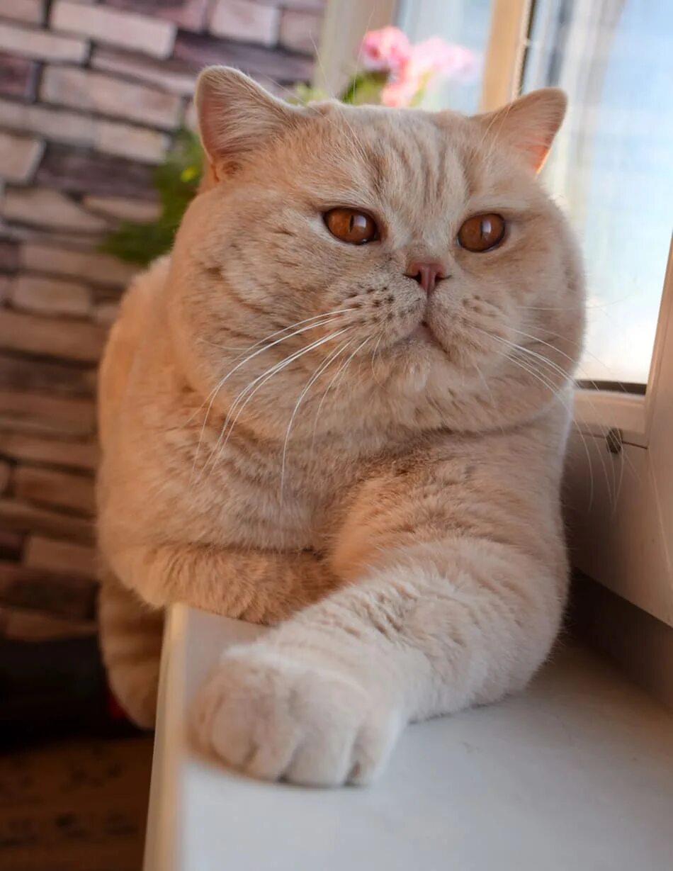 Кремовые коты фото Британцы кремовые котята картинки и фото