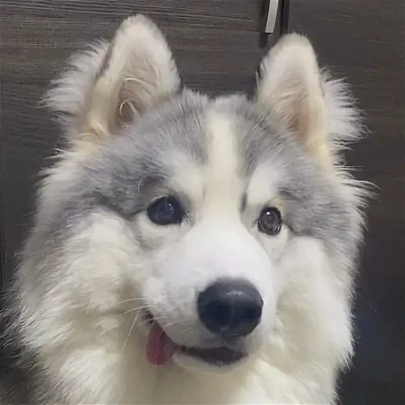 Хаски хутор. Хаски 12к тяг. Хаски девочка с голубыми глазами. Хаски 12к тяг ашка. 000 сигарета.