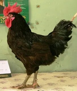 Куры с листовидным гребнем