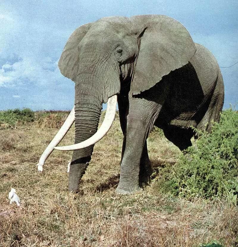 Слон где живет животное. Африканский саванный слон. Бивни африканского слона. Хоботные индийский слон. Саванный слон млекопитающие хоботные.
