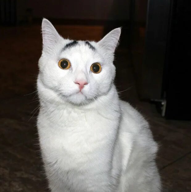 Мем кот с нарисованными бровями creanavt Cute cats, Funny cute cats, Cats and kittens