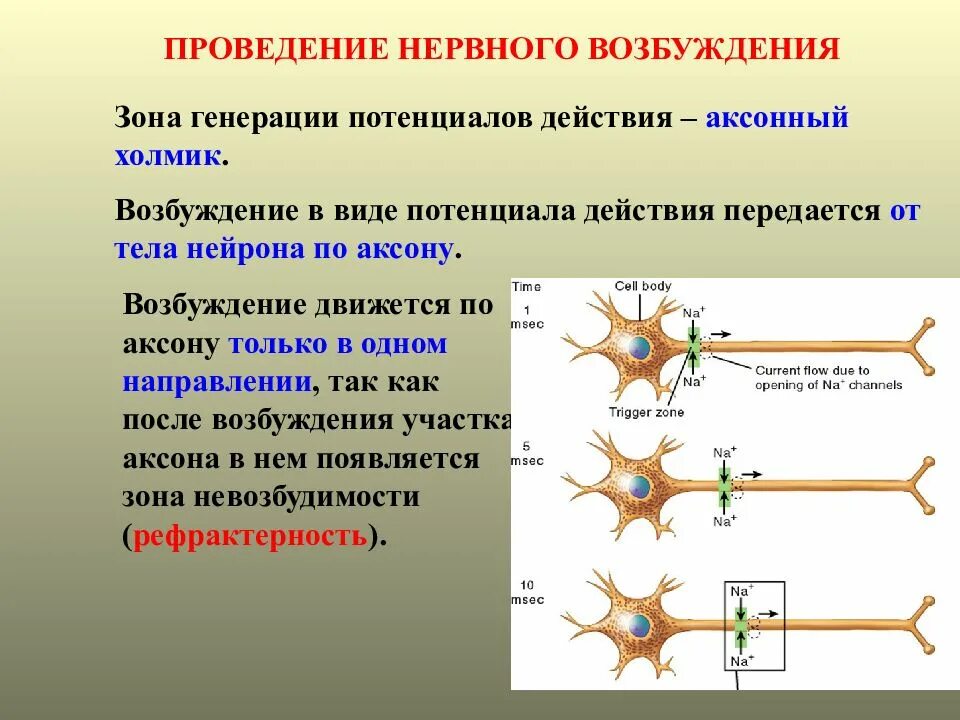 Процесс возбуждения нервных клеток. Возбуждение к телу нервной клетки проводится. Направление нервного импульса в нейроне. Аксонный холмик нейрона. Возбудимость нейрона.