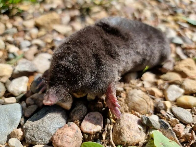 сенкаку крот. поедатель картофеля крот. сибирский крот (talpa altaica). крот 2023. крот тв.