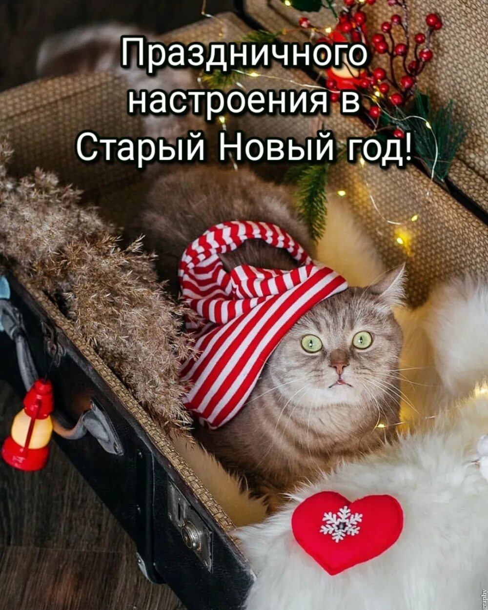 Старый новый кот. Новогодний кот 2025. старый новый год картинки с котиками. старые фото праздничного настроения. праздничное настроение фото.
