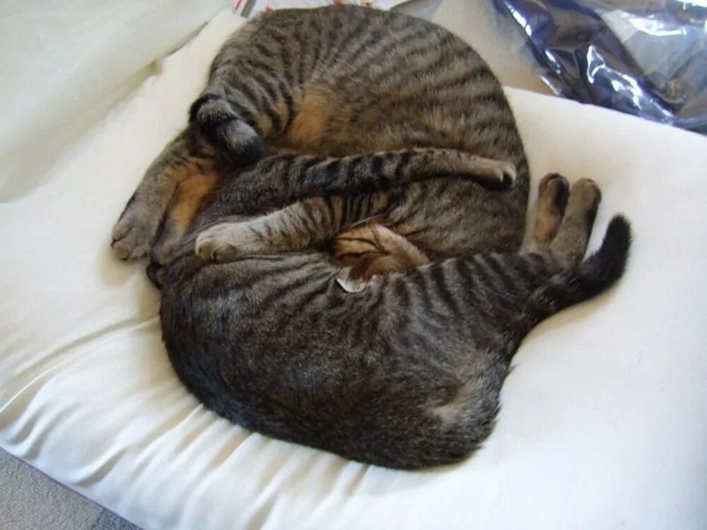 Кот 70 см. Котосан. котосутра нявська насолода.