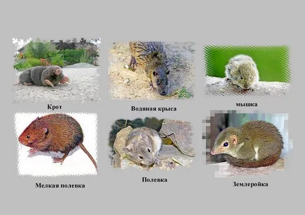 Крот и полевая мышь