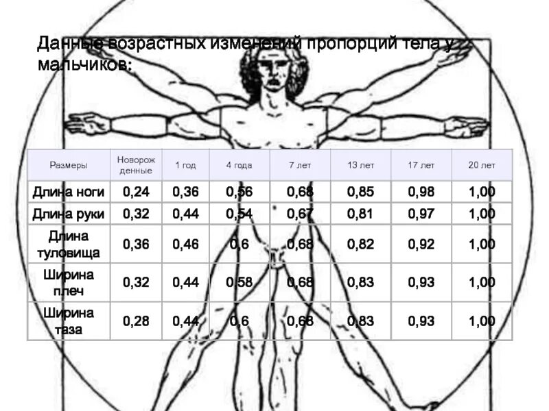 Длина рук составляет. Пропорции тела человека. Соотношение длины рук к телу. Ширина человеческого тела. Пропорции роста человека.