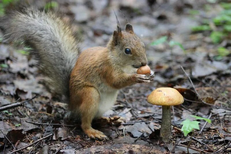 ядра чистый изумруд. белка ядра чистый изумруд. ядра чистый изумруд. белка с изумрудами. а орешки непростые все скорлупки золотые.