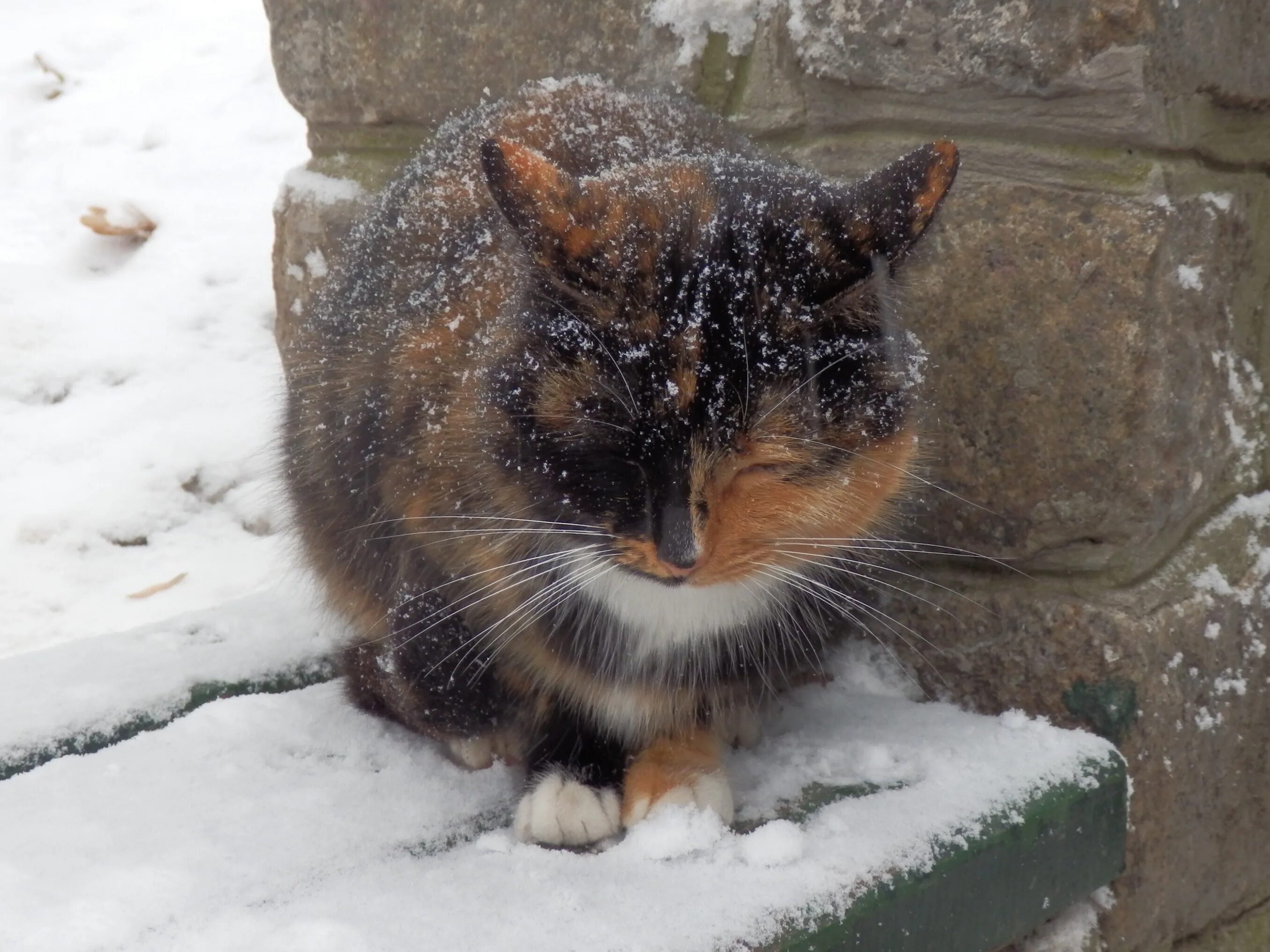 Снег голодный. Бездомные кошки. Кошка на улице зимой. Кот замерз. Бездомный кот зимой.