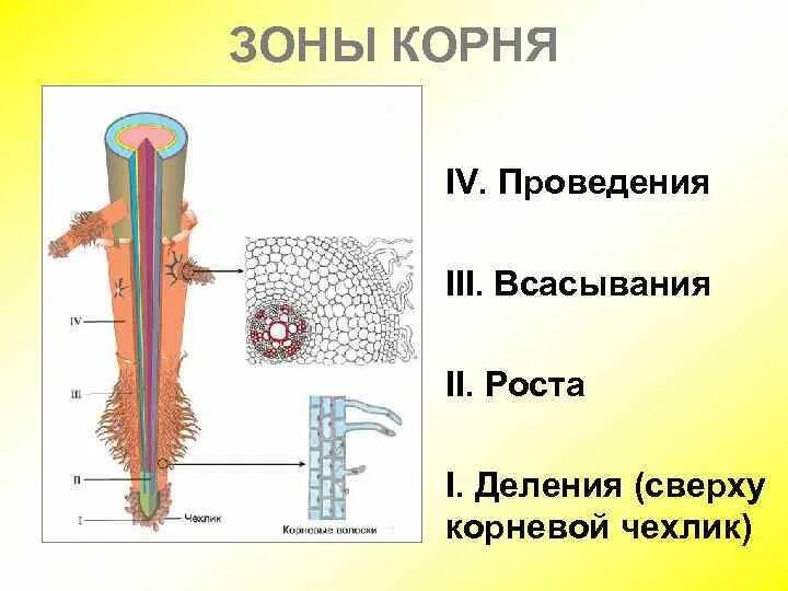 Какие функции выполняет зона всасывания. Какие функции выполняет зона всасывания