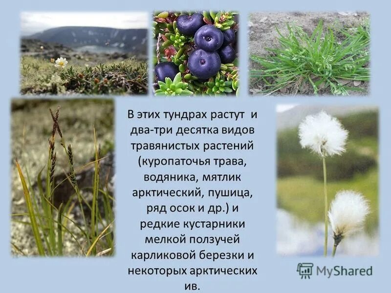 Зона тайги в россии. Растения тундры и лесотундры россии. Растительный мир тундры. Чем отличается растительность тундры от растительности тайги. Растительный мир тундры в россии.