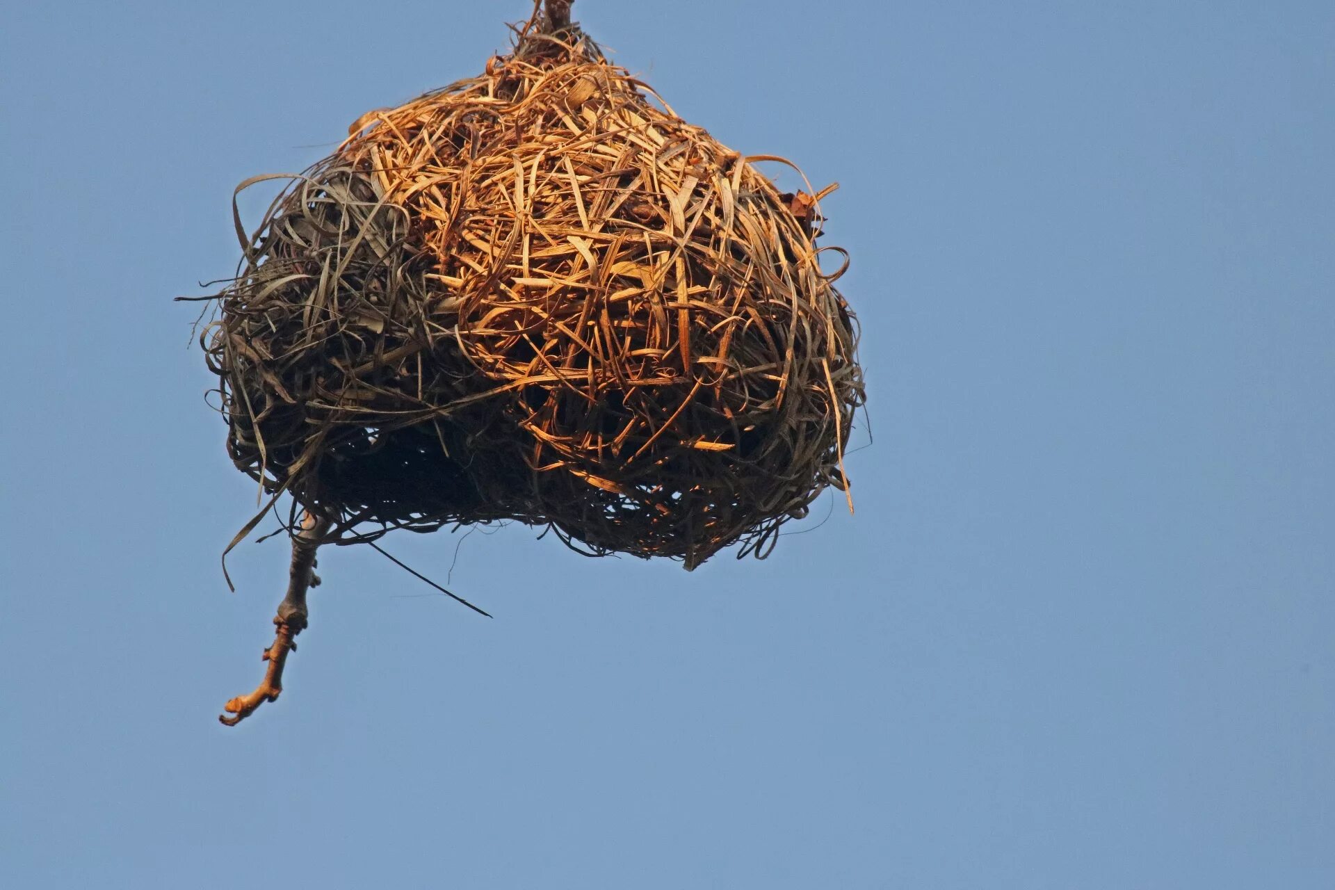 Gold bird s nest. Гнездо. Гнездо Ткача. Гнездо на елке. Гнездо птицы Ткач.