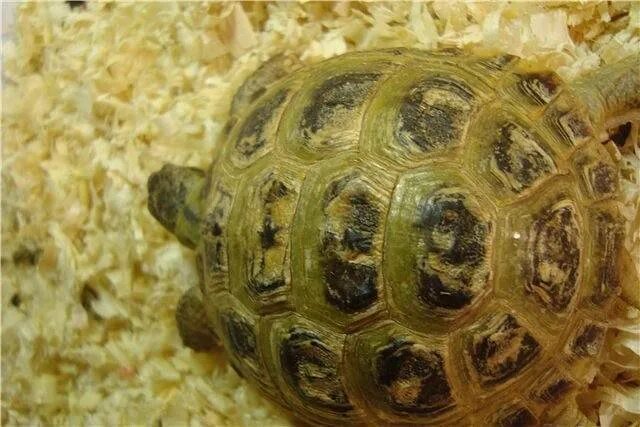 Сух черепаха. Среднеазиатская черепаха панцирь. Панцирь сухопутной черепахи. Среднеазиатская черепаха болезни панциря. Среднеазиатская черепаха болезни.