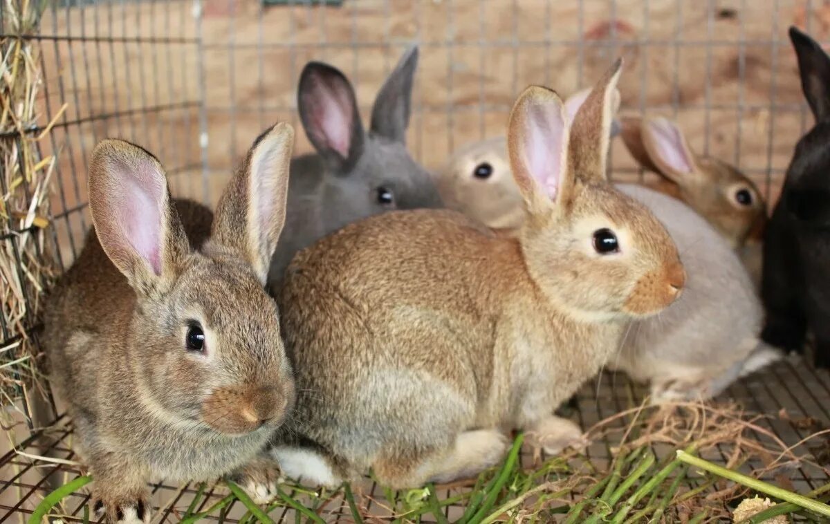 Six rabbits