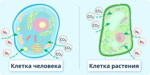 Питание клетки растения
